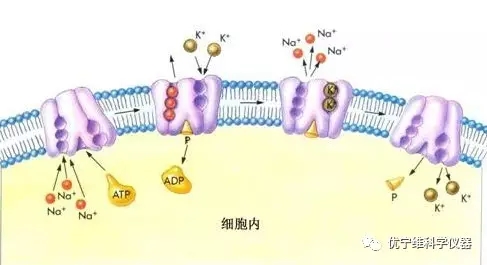 癫痫、偏头痛是离子通道病，关于离子通道介绍