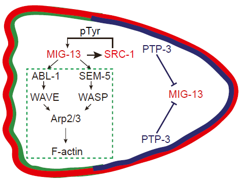 发现极性分布的酪氨酸磷酸酶限制受体在迁移细胞尾部的活性