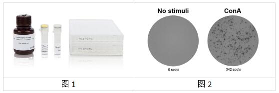 艾美捷小鼠IFN-γ ELISpot试剂盒,J速,不敏感检测 艾美捷小鼠IFN-γ ELISpot试剂盒,J速,不敏感检测