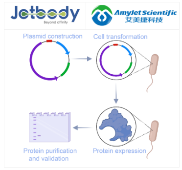 Jotbody艾美捷：蛋白表達和純化服務，快速高效