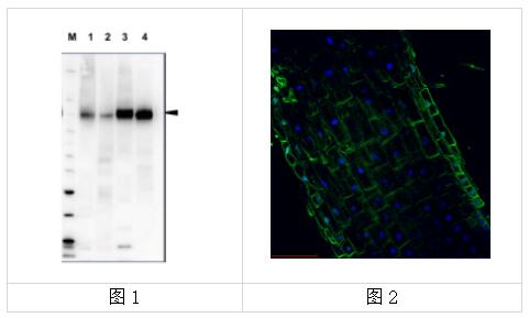 艾美捷质膜H+ATP酶应用实例和文献参考 艾美捷质膜H+ATP酶应用实例和文献参考