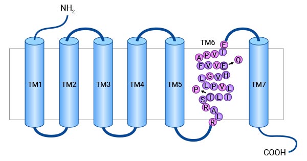 GIPR蛋白：糖和脂肪代谢的重要调控者，糖尿病、肥胖症“救星”?