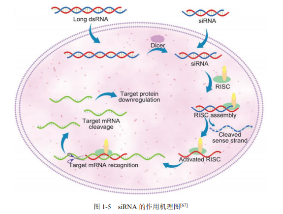 转染效率低、干扰效果差、重复性欠佳...siRNA研究频遇“拦路虎”怎么办？别怕，一文叫你轻松KO