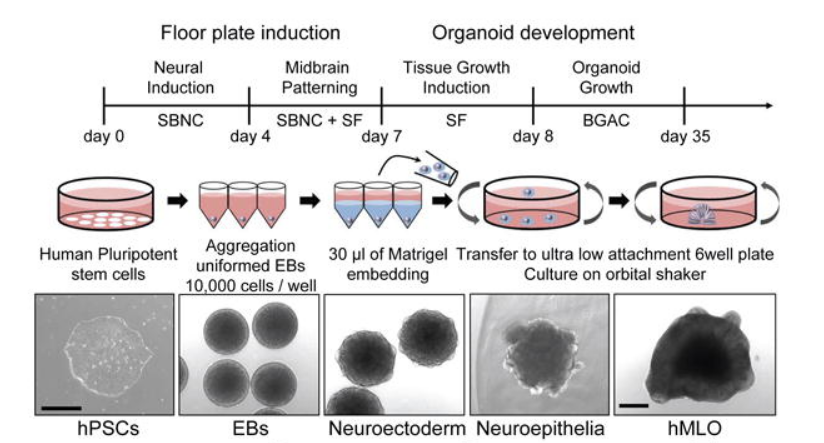 人脑类器官培养手册