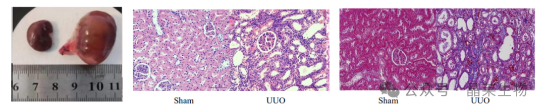 1709541739830590.png 新闻图片13