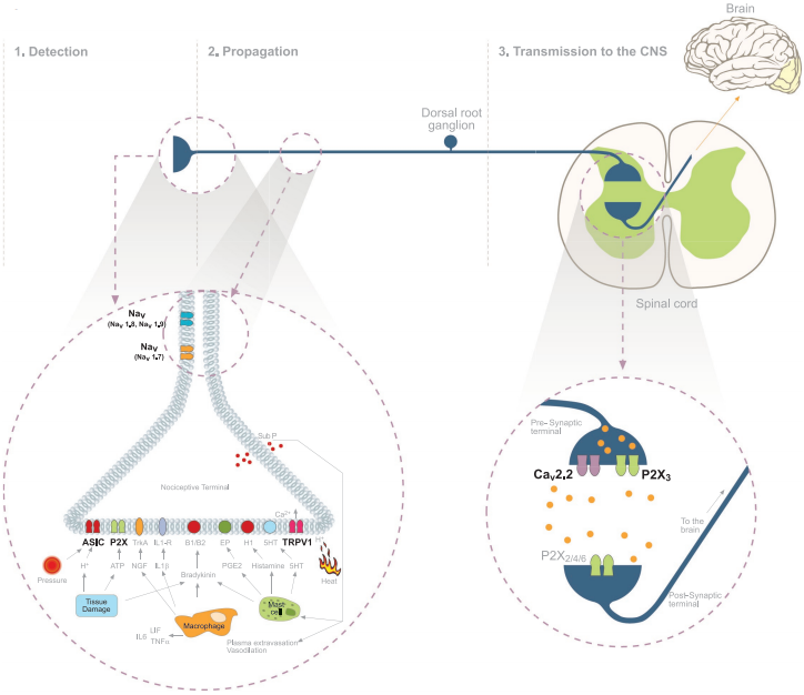 疼痛研究有困难？离子通道来救你！