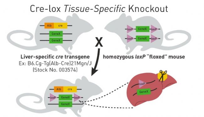 小鼠基础知识七：如何快速获得正确的Cre-lox小鼠