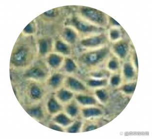 如何正确查看细胞状态？