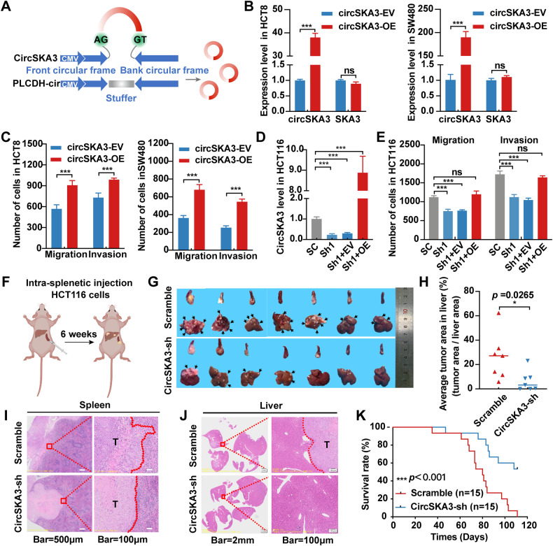 circRNA成环验证 circRNA成环验证