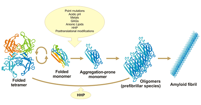 TTR：淀粉样变性关键蛋白，多款创新疗法用于ATTR-CM和ATTR-PN罕见病！