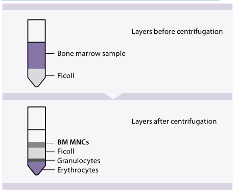 骨髓间充质干细胞（MSC）的分离，扩增及表型鉴定