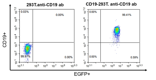 流式细胞术在CAR-T临床研发前应用