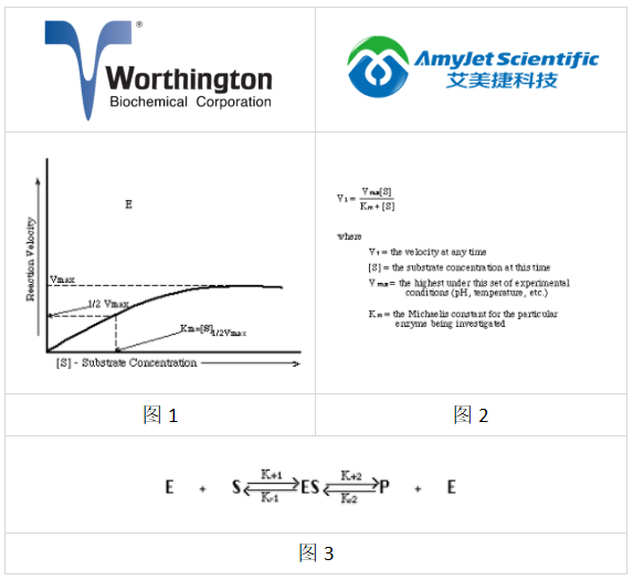 worthington酶活性影响丨worthington酶的化学性质简介