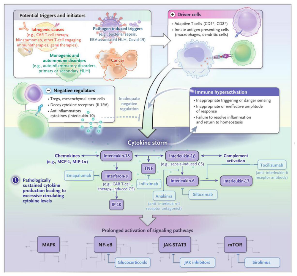 细胞因子风暴：体内龙卷风