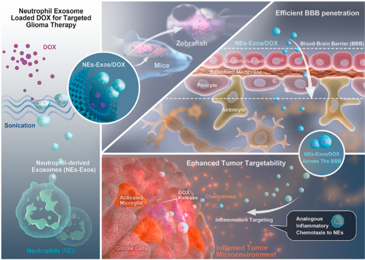 【Biomaterials】12分+，强势围观！一种靶向治疗胶质瘤的中性粒细胞外泌体载药系统