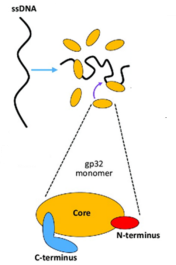 干货│从原理到应用，带你全方面了解T4 gene 32 protein