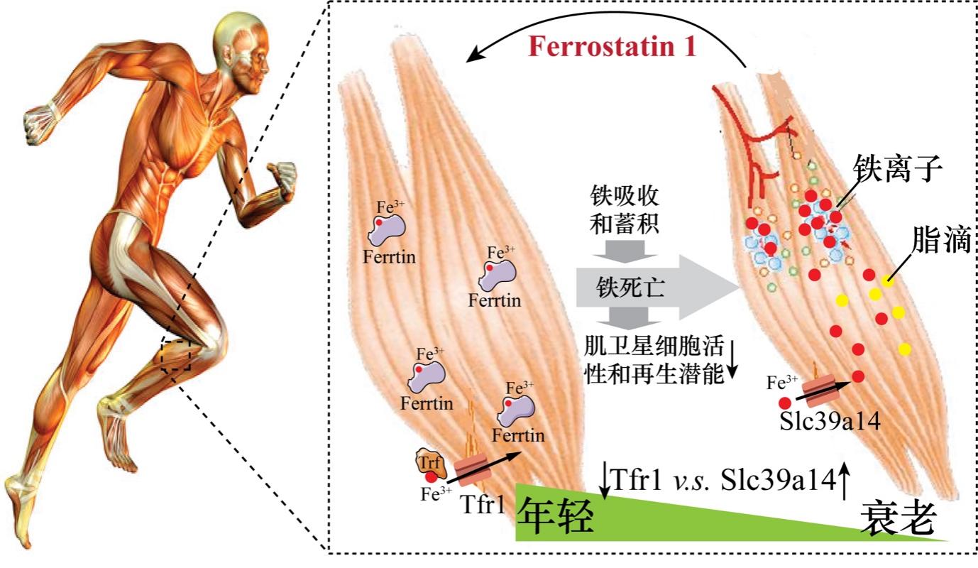 绘谱学堂 | 铁稳态与骨骼肌衰老和再生新机理