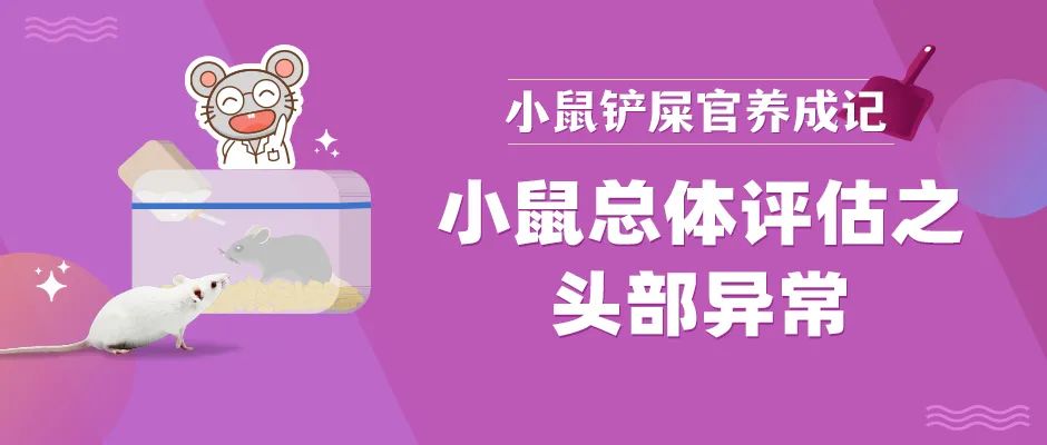 嚯！小小老鼠居然有大大脑袋~