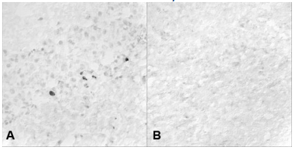 艾美捷BrdU抗体(FC60001)参数和特异性说明 艾美捷BrdU抗体(FC60001)参数和特异性说明