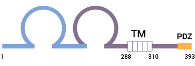 CTRAM：I 类限制性 T 细胞相关分子，免疫球蛋白超家族（Ig-SF）新成员！