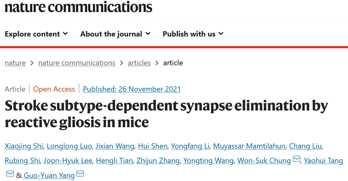 Nat Commun. | 上交大杨国源团队揭示不同“中风”类型的反应性胶质细胞介导的突触吞噬作用