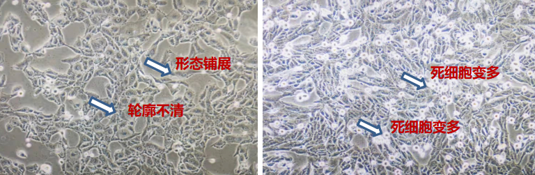 给您一双鉴别支原体污染的慧眼