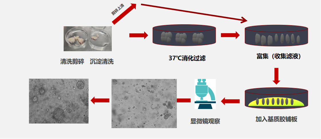 类器官与PBMC共培养实验方案，超实用！不信还学不会