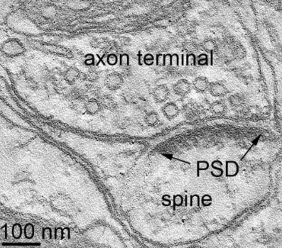Synaptic Systems新型PSD95抗体促销中