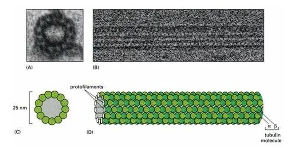 Tubulin蛋白及微管聚合研究方法