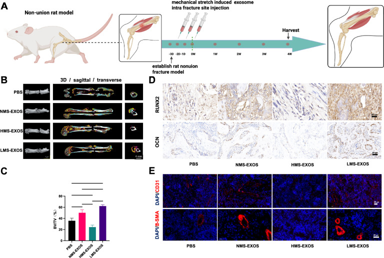 外泌体技术服务 外泌体技术服务