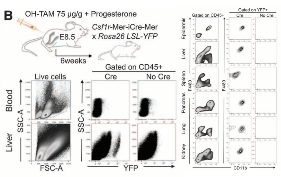 巨噬细胞上线，贴心呵护您的每一天