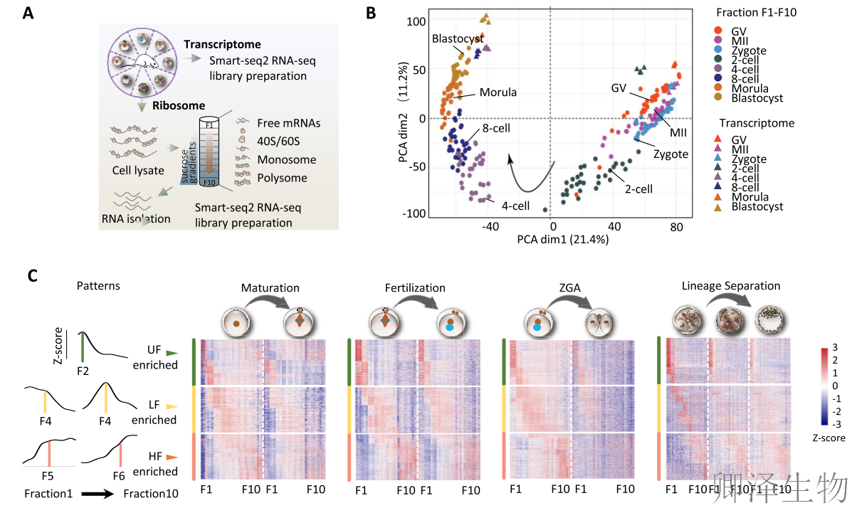 【翻译图谱】 | 解码生命最初48小时：科学家首次绘制小鼠胚胎发育翻译组高清图谱