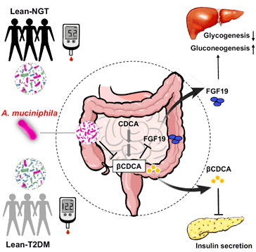 绘谱学堂 | 肠道菌群参与瘦型糖尿病胰岛素分泌和糖稳态调节新机制