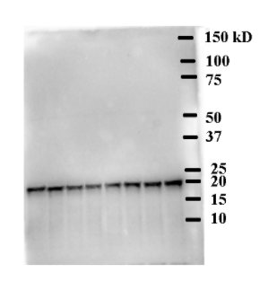 HY5|蛋白质长下胚轴5大促，科研用品一站式选购