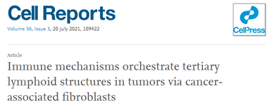 利用HALO对三级淋巴结构进行全方位分析（二）