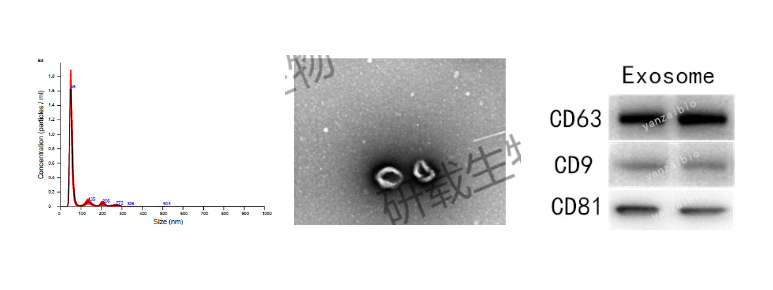 外泌体鉴定