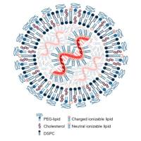 FA与抗EGFR抗体双重修饰的多靶点脂质体:罗丹明成像与紫杉醇递送