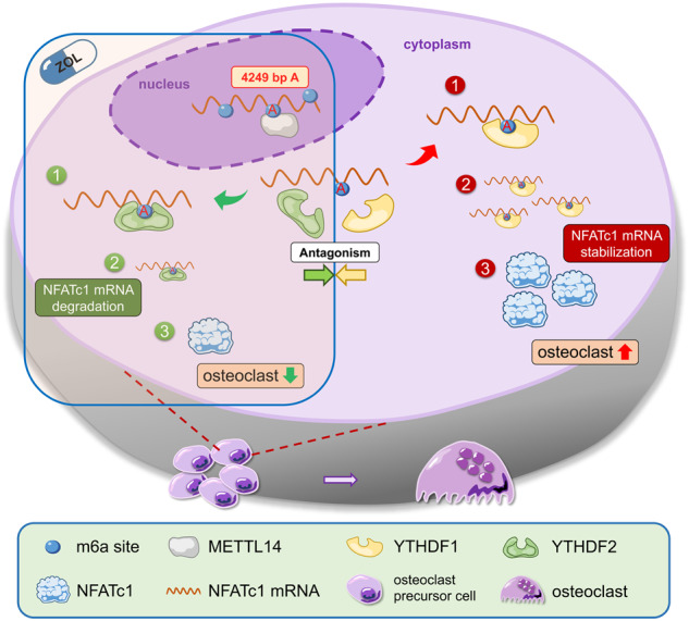 外泌体技术服务 外泌体技术服务