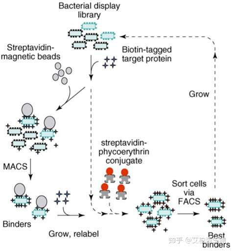 技术服务|细菌表面展示技术