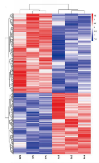 图2. 差异表达蛋白分析热图