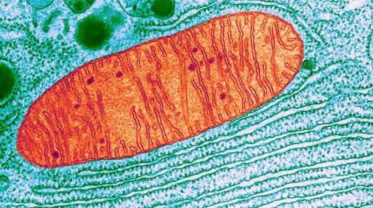 线粒体出现问题是帕金森疾病发生的一个关键方面
