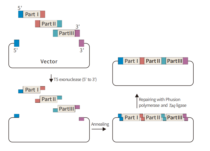 无缝克隆试剂盒，让载体构建更轻松！