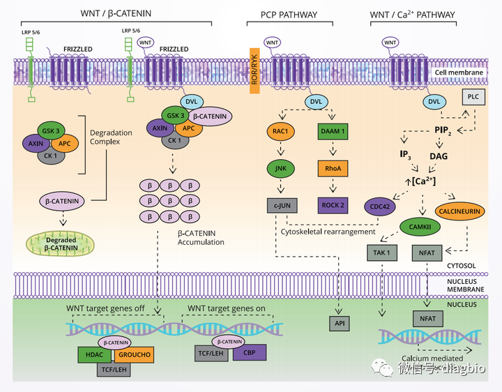 Wnt信号通路——多下游通道的信号转导途径
