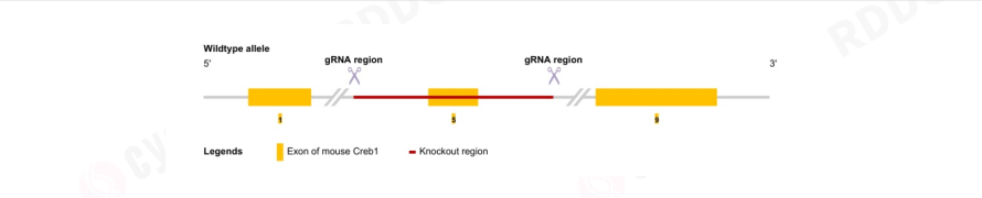 Creb1基因敲除小鼠