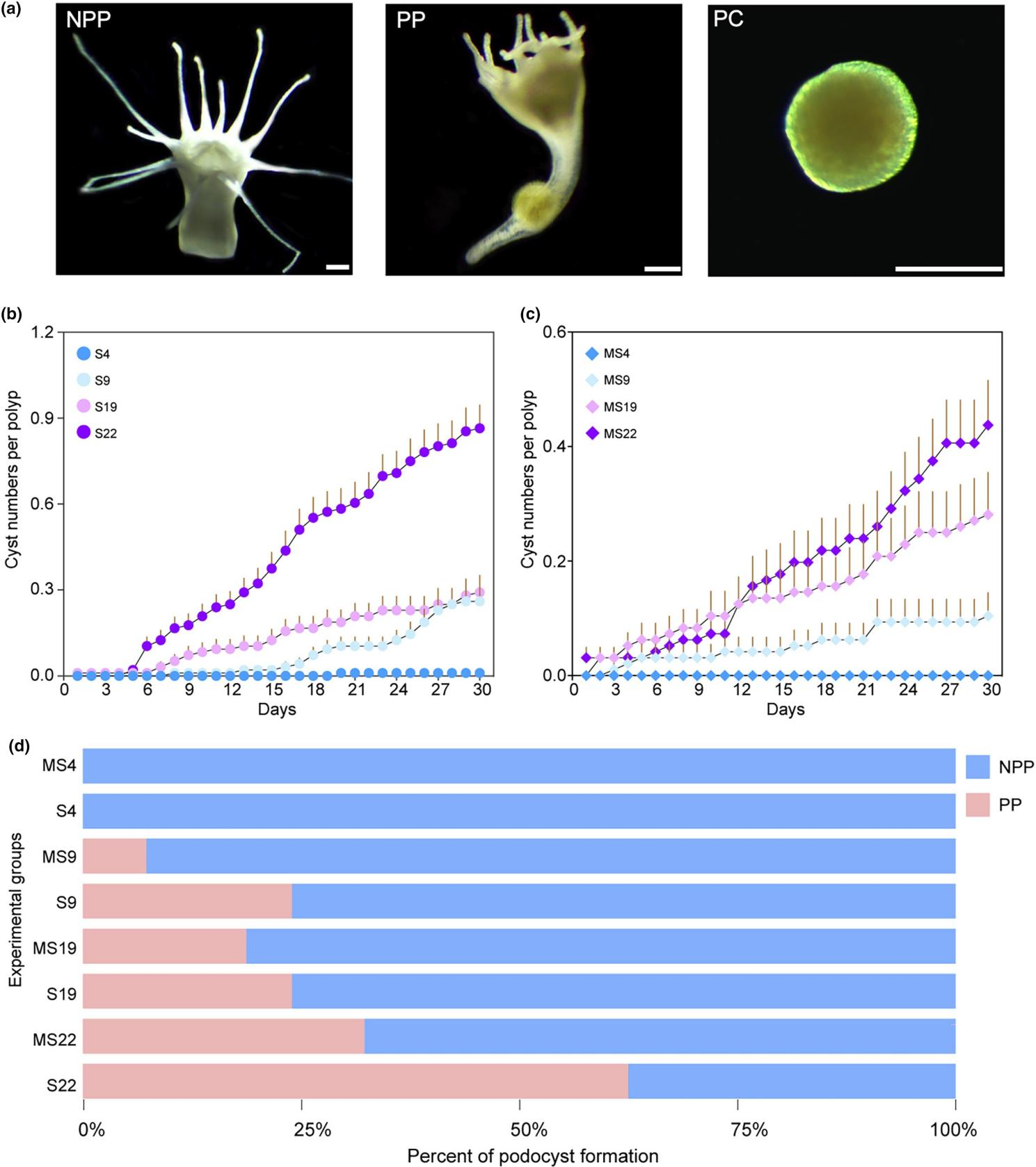 乐备实推荐 海洋生物研究 | BD Rhapsody™ 助力环境和分子调控水母休眠形成的机制研究