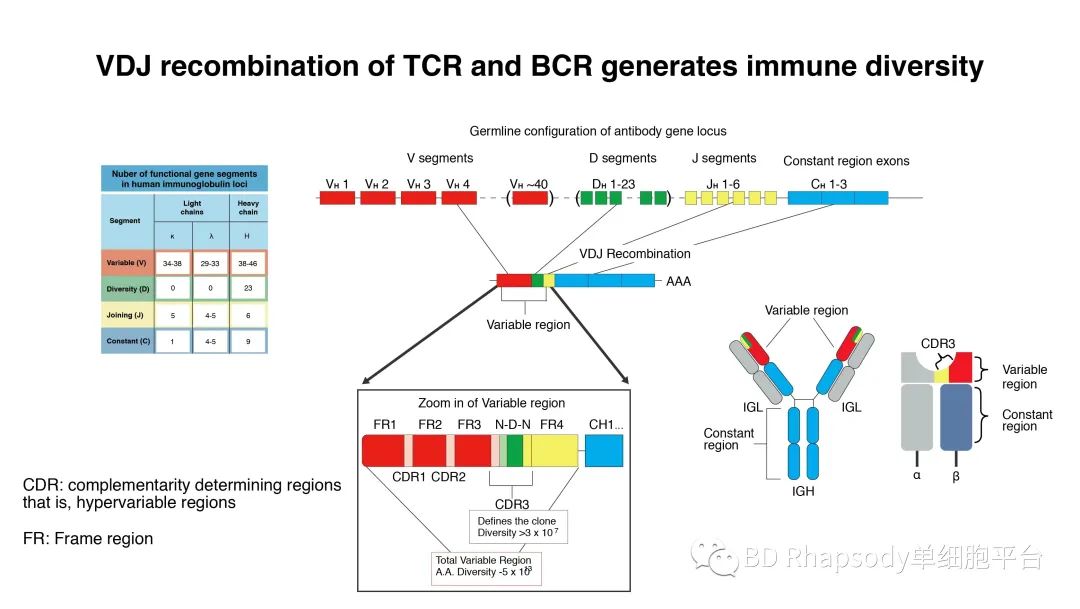 SeqGeq系列之：如何分析单细胞免疫组库VDJ数据？