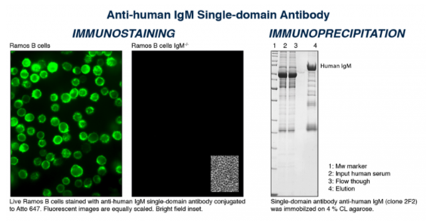 NanoTag-sdAb抗人IgM单域抗体促销，科研好物低价来袭