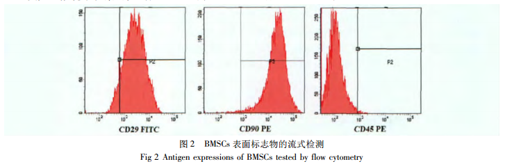 大鼠骨髓间充质干细胞体外 CFSE 染色标记的实验研究
