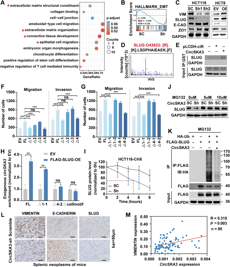 circRNA成环验证 circRNA成环验证