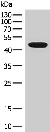 产品资料：小鼠抗MBP Tag单克隆抗体